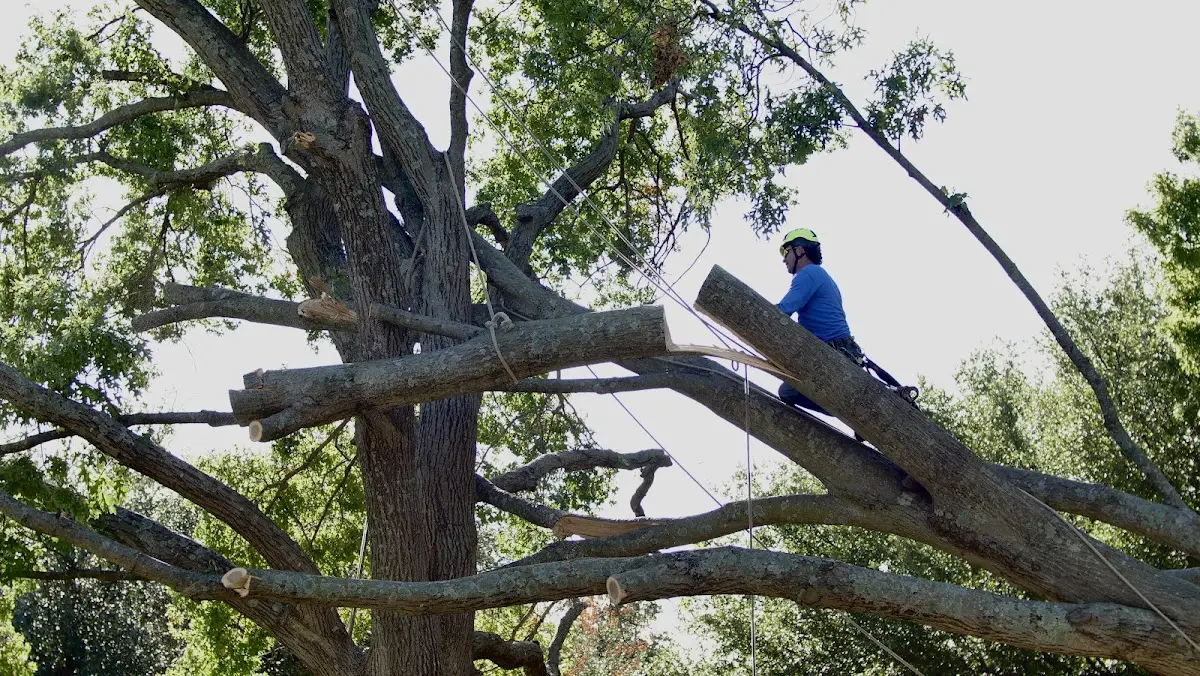 Professional Crown Thinning performed by certified arborists in Phillips