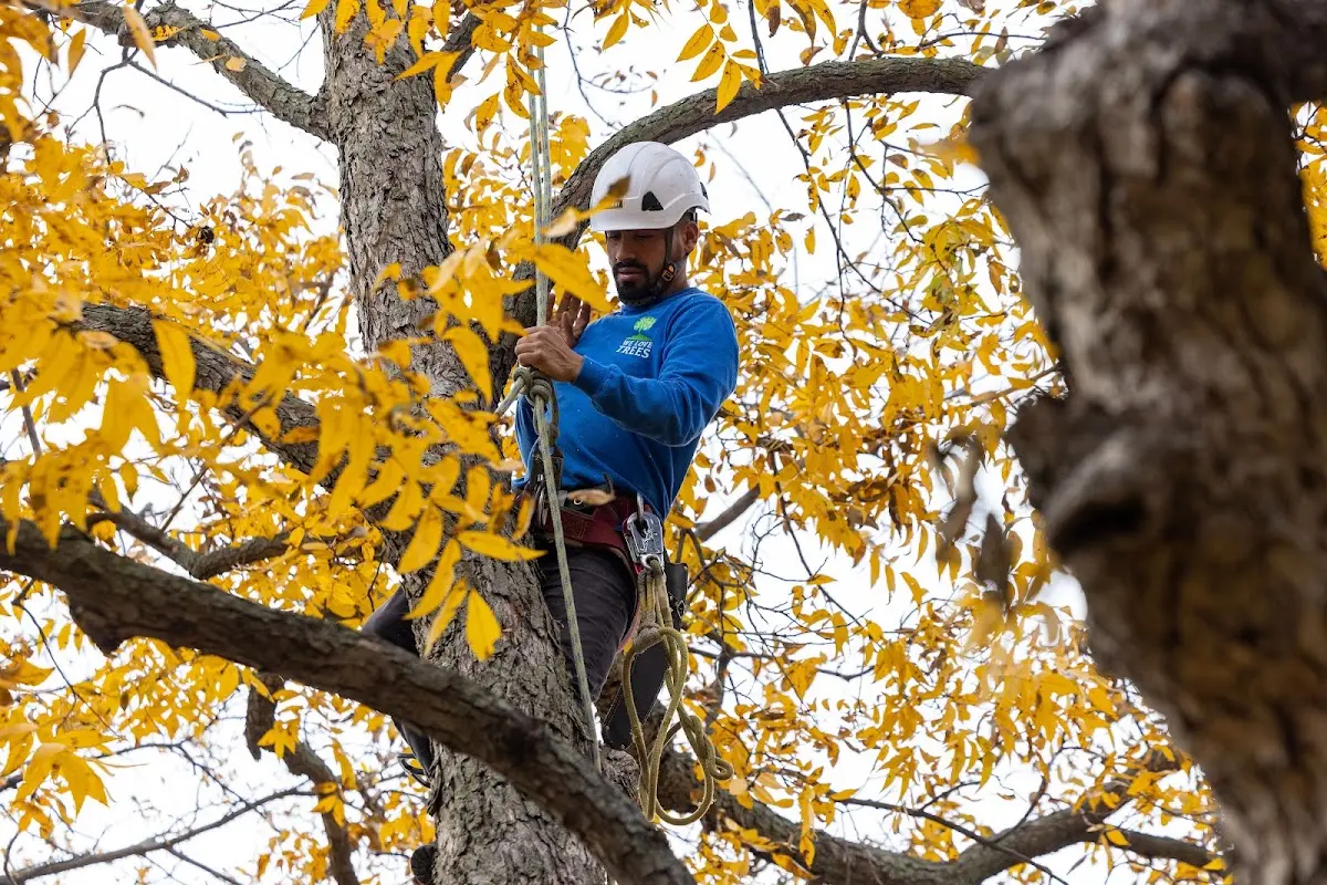 Skilled Tree Trimming crew working in Phillips